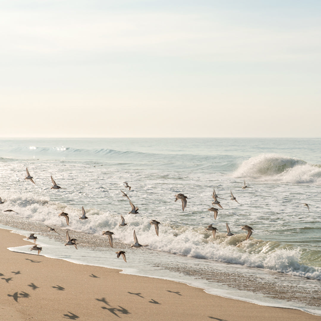 Birds of a Feather: Framed Print