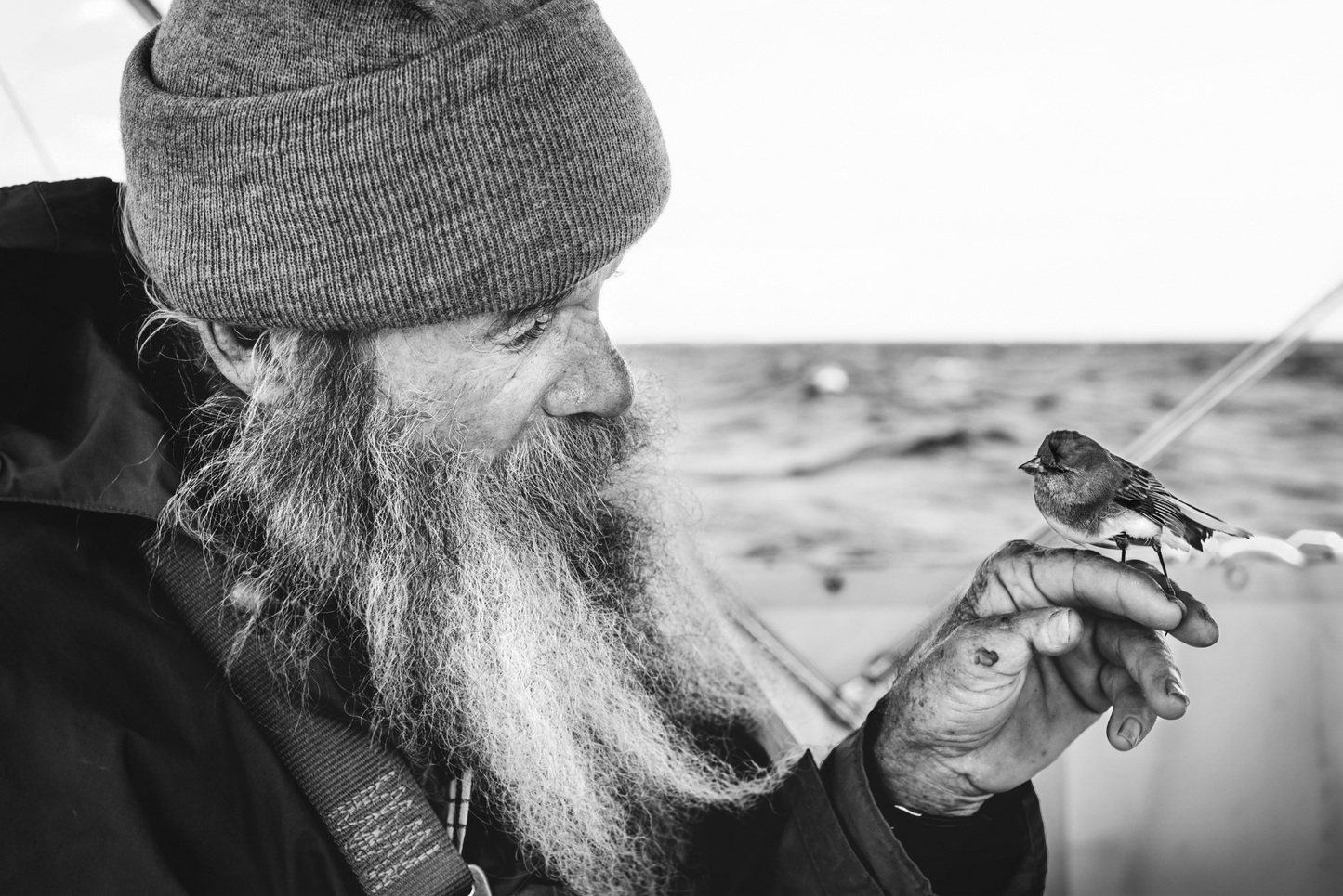 Tim & the Bird, No. 3482