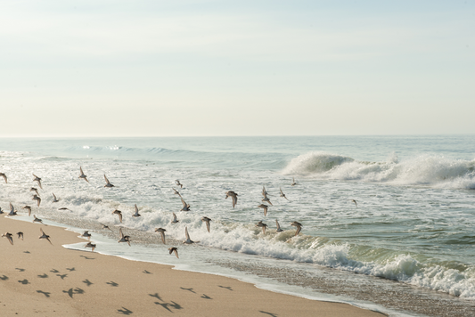 Surfside Sunny Fog III, No. 8920