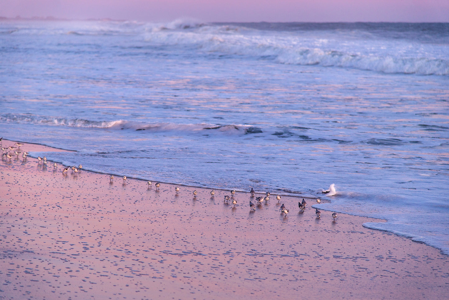 Seabirds After Sunset, No. 9758