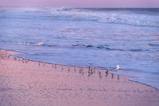 Seabirds After Sunset, No. 9758