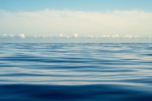 Flying Fish No. 8996