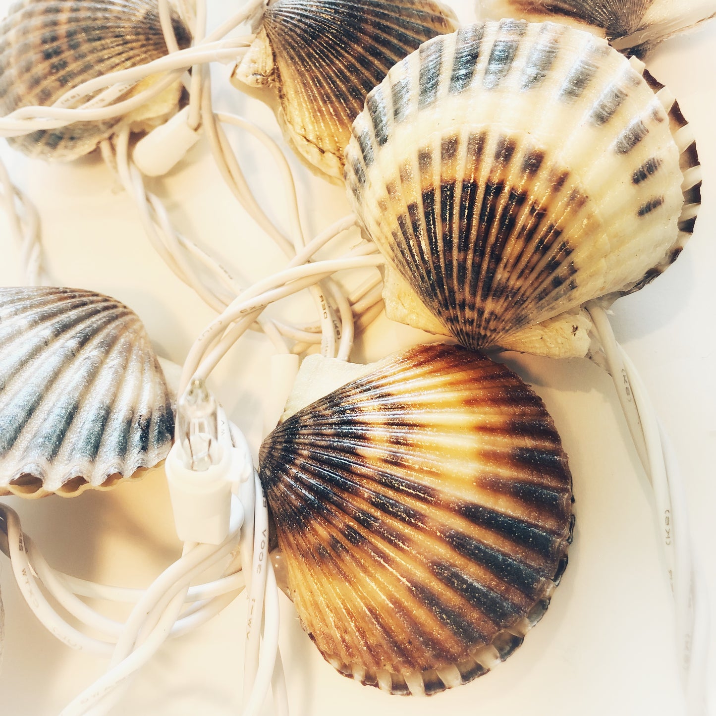 Handmade Nantucket Scallop Shell Lights