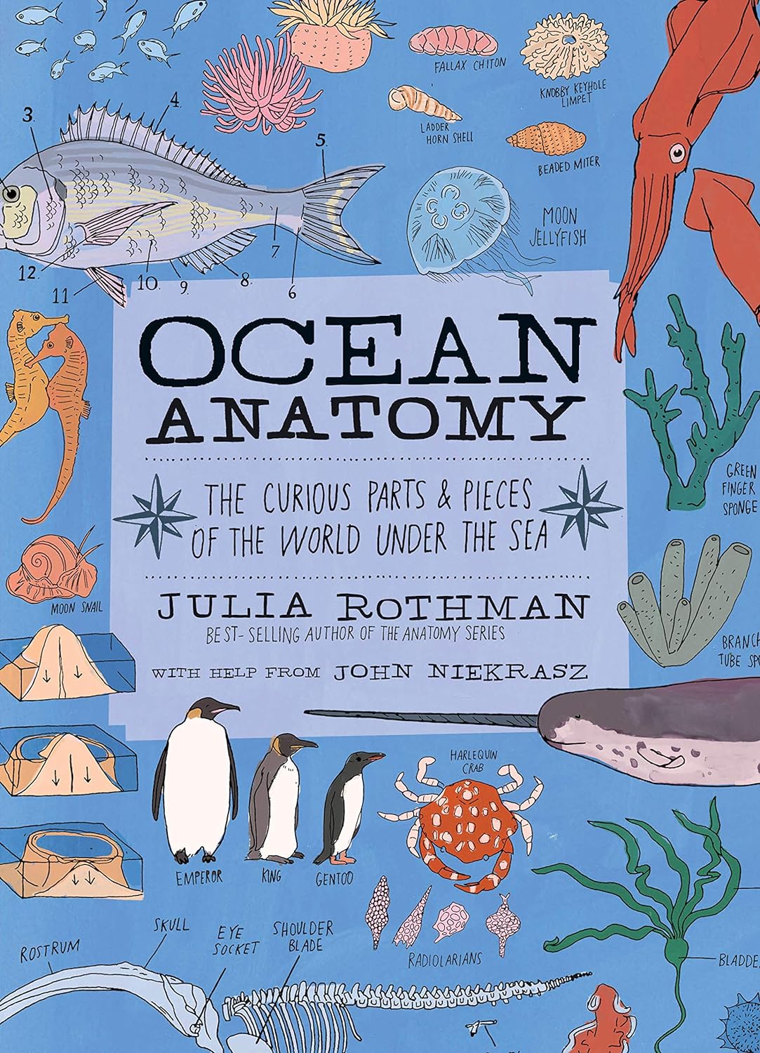 Ocean Anatomy