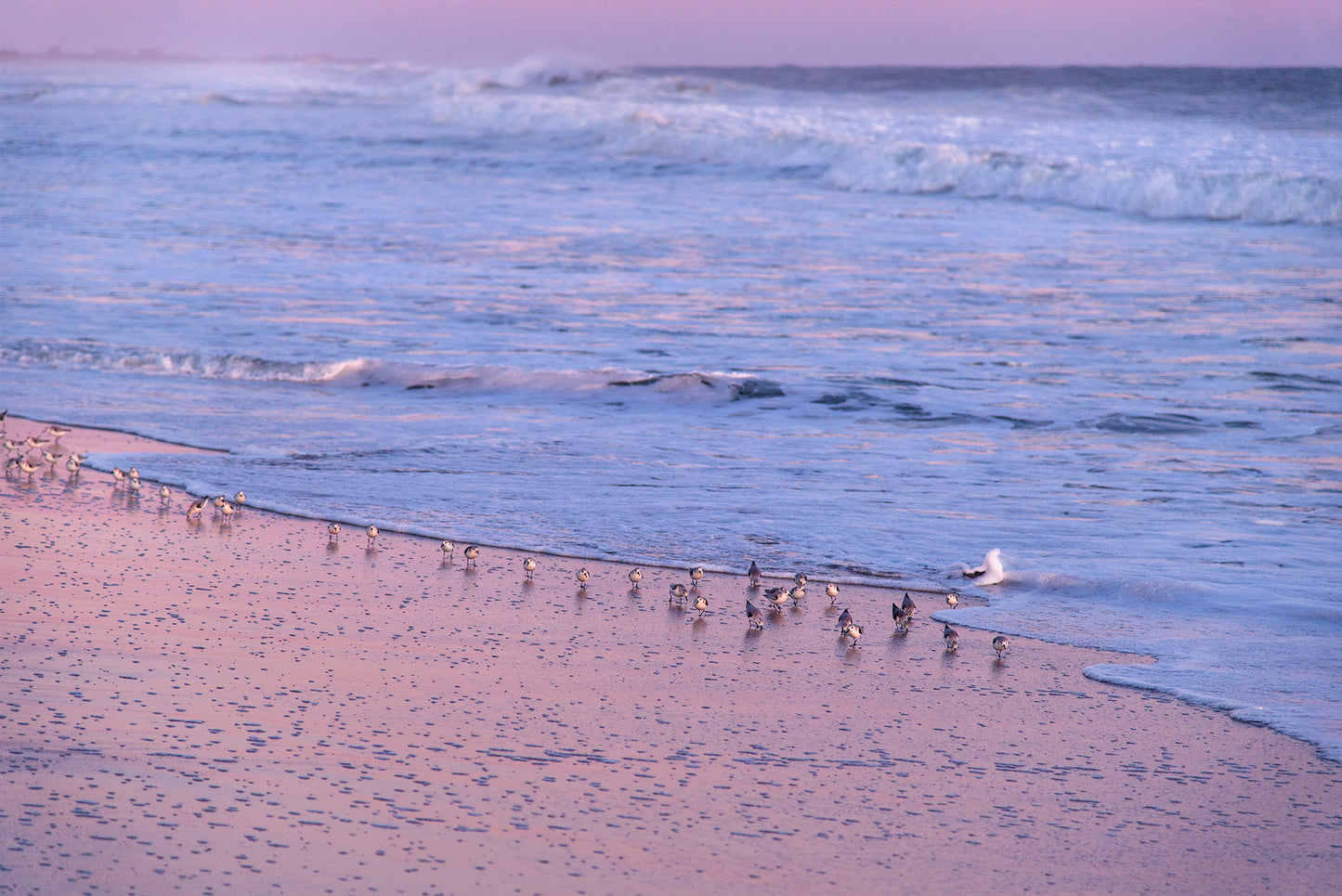 Seabirds After Sunset, No. 9758