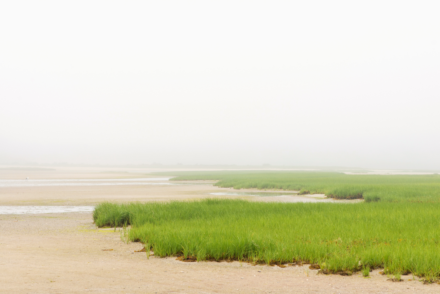 Low Tide in the Fog, No. 7687